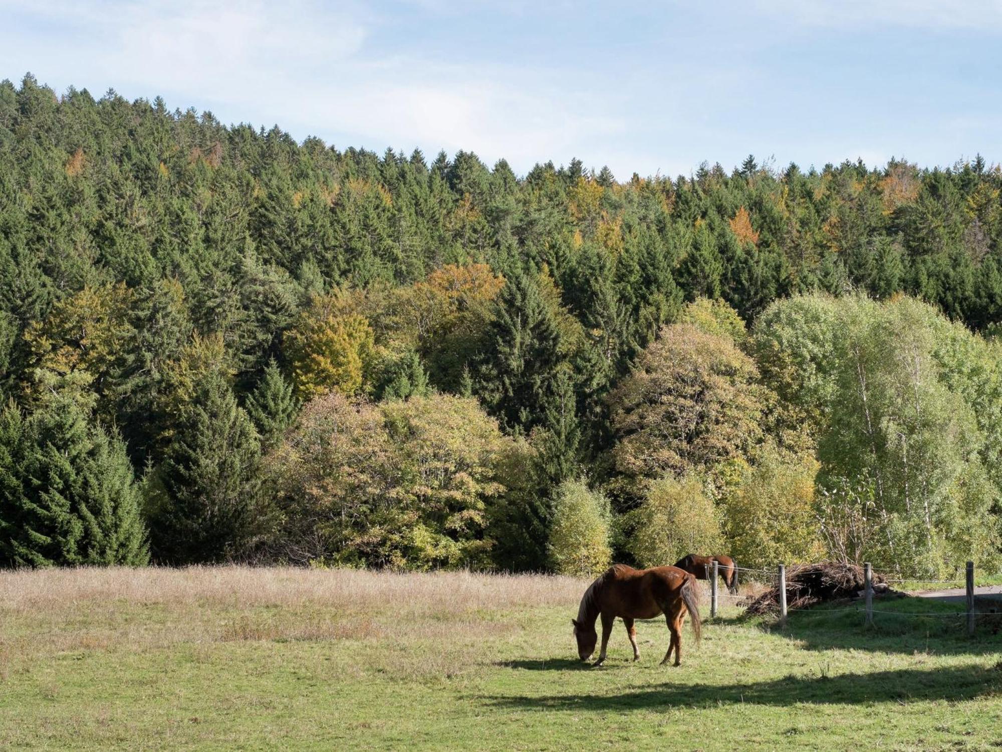 Cozy Holiday Apartment In The Black Forest Dachsberg im Schwarzwald エクステリア 写真